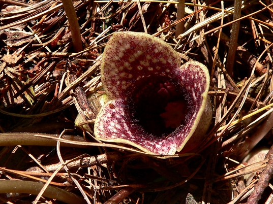 {Hexastylis shuttleworthii}